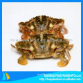 New season frozen mud crab